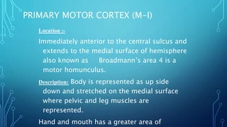 PRIMARY MOTOR CORTEX (M-I) 
Location :- 
Immediately anterior to the central sulcus and 
extends to the medial surface of hemisphere 
also known as Broadmann’s area 4 is a 
motor homunculus. 
Description: Body is represented as up side 
down and stretched on the medial surface 
where pelvic and leg muscles are 
represented. 
Hand and mouth has a greater area of 
 