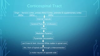 Corticospinal Tract 
Origin – Sensory cortex, primary Motor Cortex, premotor & supplementary cortex 
(40%) (30%) (30%) 
Internal Capsule 
Cerebral Peduncle (midbarain) 
Pons 
Medullary Pyramid 
Pyramidal Decussation 
Lat.Cross & Vent. Uncross White matter in spinal cord 
Ant. Horn of spinal cord through a interconnection 
α motor neuron of opposite side 
 