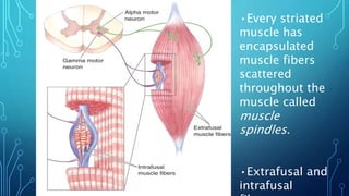 •Every striated 
muscle has 
encapsulated 
muscle fibers 
scattered 
throughout the 
muscle called 
muscle 
spindles. 
•Extrafusal and 
intrafusal 
fibers 
 