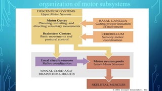 organization of motor subsystems 
 