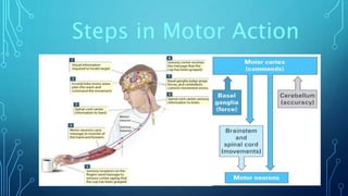 Steps in Motor Action 
 