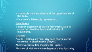 - It controls the musculature of the opposite side of 
the body. 
-Face area is bilaterally represented. 
Functions:- 
Is used in execution of skilled movements also in 
codes the direction, force and velocity of 
movements. 
Lesions:- 
Pure M-I lesions are rare. May have contra lateral 
weakness in distal muscle (fingers). 
Ability to control fine movements is gone. 
Ablation of M-I alone cause hypotonia not Spasticity. 
 