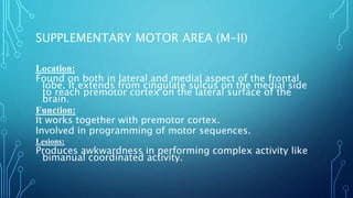 SUPPLEMENTARY MOTOR AREA (M-II) 
Location: 
Found on both in lateral and medial aspect of the frontal 
lobe. It extends from cingulate sulcus on the medial side 
to reach premotor cortex on the lateral surface of the 
brain. 
Function: 
It works together with premotor cortex. 
Involved in programming of motor sequences. 
Lesions: 
Produces awkwardness in performing complex activity like 
bimanual coordinated activity. 
 