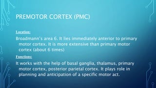 PREMOTOR CORTEX (PMC) 
Location: 
Broadmann’s area 6. It lies immediately anterior to primary 
motor cortex. It is more extensive than primary motor 
cortex (about 6 times) 
Functions: 
It works with the help of basal ganglia, thalamus, primary 
motor cortex, posterior parietal cortex. It plays role in 
planning and anticipation of a specific motor act. 
 