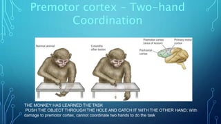 Premotor cortex – Two-hand 
Coordination 
THE MONKEY HAS LEARNED THE TASK 
PUSH THE OBJECT THROUGH THE HOLE AND CATCH IT WITH THE OTHER HAND; With 
damage to premotor cortex, cannot coordinate two hands to do the task 
 