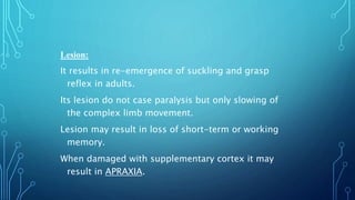 Lesion: 
It results in re-emergence of suckling and grasp 
reflex in adults. 
Its lesion do not case paralysis but only slowing of 
the complex limb movement. 
Lesion may result in loss of short-term or working 
memory. 
When damaged with supplementary cortex it may 
result in APRAXIA. 
 