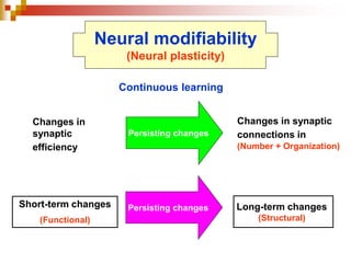 Persisting changes 
Changes in 
synaptic 
efficiency 
Continuous learning 
Short-term changes Persisting changes 
(Functional) 
Changes in synaptic 
connections in 
(Number + Organization) 
Long-term changes 
(Structural) 
Neural modifiability 
(Neural plasticity) 
 