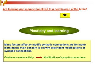 Are learning and memory localized to a certain area of the brain? 
NO 
Plasticity and learning 
Many factors affect or modify synaptic connections. As for motor 
learning the main concern is activity dependent modifications of 
synaptic connections. 
Continuous motor activity Modification of synaptic connections 
 