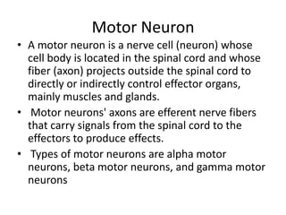 Motor Neuron
• A motor neuron is a nerve cell (neuron) whose
cell body is located in the spinal cord and whose
fiber (axon) projects outside the spinal cord to
directly or indirectly control effector organs,
mainly muscles and glands.
• Motor neurons' axons are efferent nerve fibers
that carry signals from the spinal cord to the
effectors to produce effects.
• Types of motor neurons are alpha motor
neurons, beta motor neurons, and gamma motor
neurons
 