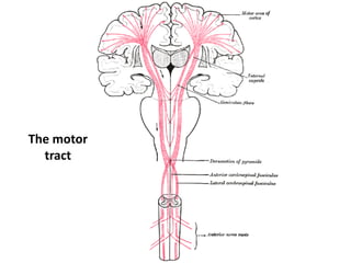 The motor
tract
 