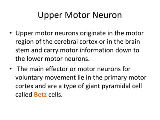 The motor
tract
 