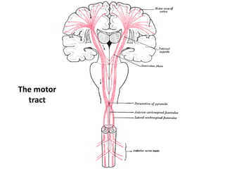 Lower Motor Neuron
• (LMNs) are motor neurons located in either
the anterior grey column, anterior nerve roots
(spinal low...