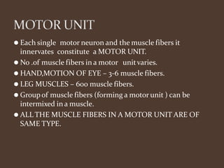 ⚫ Each single motor neuron and the muscle fibers it
innervates constitute a MOTOR UNIT.
⚫ No .of muscle fibers in a motor unitvaries.
⚫ HAND,MOTION OF EYE – 3-6 muscle fibers.
⚫ LEG MUSCLES – 600 muscle fibers.
⚫ Groupof muscle fibers (forming a motor unit ) can be
intermixed in a muscle.
⚫ ALL THE MUSCLE FIBERS IN A MOTOR UNIT ARE OF
SAME TYPE.
 