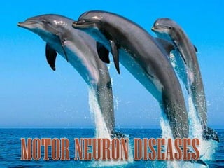 MOTOR NEURON DISEASES 