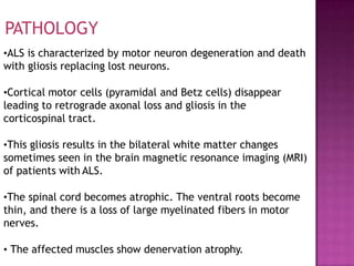 •ALS is characterized by motor neuron degeneration and death
with gliosis replacing lost neurons.
•Cortical motor cells (pyramidal and Betz cells) disappear
leading to retrograde axonal loss and gliosis in the
corticospinal tract.
•This gliosis results in the bilateral white matter changes
sometimes seen in the brain magnetic resonance imaging (MRI)
of patients with ALS.
•The spinal cord becomes atrophic. The ventral roots become
thin, and there is a loss of large myelinated fibers in motor
nerves.
• The affected muscles show denervation atrophy.
PATHOLOGY
 