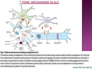 TOXIC MECHANISMS IN ALS
 