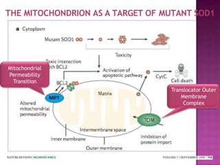 THE MITOCHONDRION AS A TARGET OF MUTANT SOD1
Translocator Outer
Membrane
Complex
Mitochondrial
Permeability
Transition
 