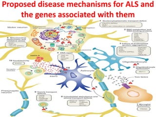 Proposed disease mechanisms for ALS and
the genes associated with them
 