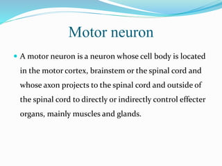 Motor neuron
 A motor neuron is a neuron whose cell body is located
in the motor cortex, brainstem or the spinal cord and
whose axon projects to the spinal cord and outside of
the spinal cord to directly or indirectly control effecter
organs, mainly muscles and glands.
 