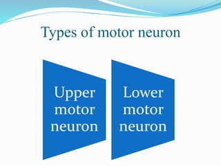 Types of motor neuron
Upper
motor
neuron
Lower
motor
neuron
 
