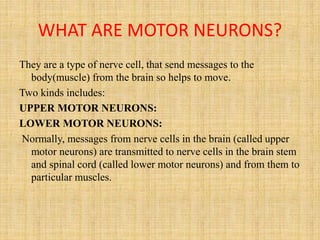 WHAT ARE MOTOR NEURONS?
They are a type of nerve cell, that send messages to the
body(muscle) from the brain so helps to move.
Two kinds includes:
UPPER MOTOR NEURONS:
LOWER MOTOR NEURONS:
Normally, messages from nerve cells in the brain (called upper
motor neurons) are transmitted to nerve cells in the brain stem
and spinal cord (called lower motor neurons) and from them to
particular muscles.
 