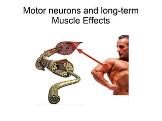 Motor neurons and long-term
Muscle Effects
 