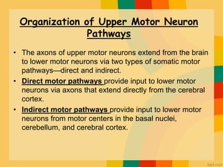 Direct Motor Pathways
( Pyramidal pathway )
• Nerve impulses for voluntary movements propagate
from the cerebral cortex to...