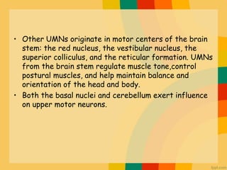 • Other UMNs originate in motor centers of the brain
stem: the red nucleus, the vestibular nucleus, the
superior colliculu...