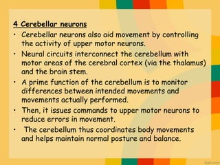 4 Cerebellar neurons
• Cerebellar neurons also aid movement by controlling
the activity of upper motor neurons.
• Neural c...