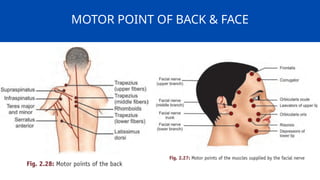 MOTOR POINT of the human body in detail.pptx