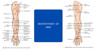 MOTOR POINT of the human body in detail.pptx