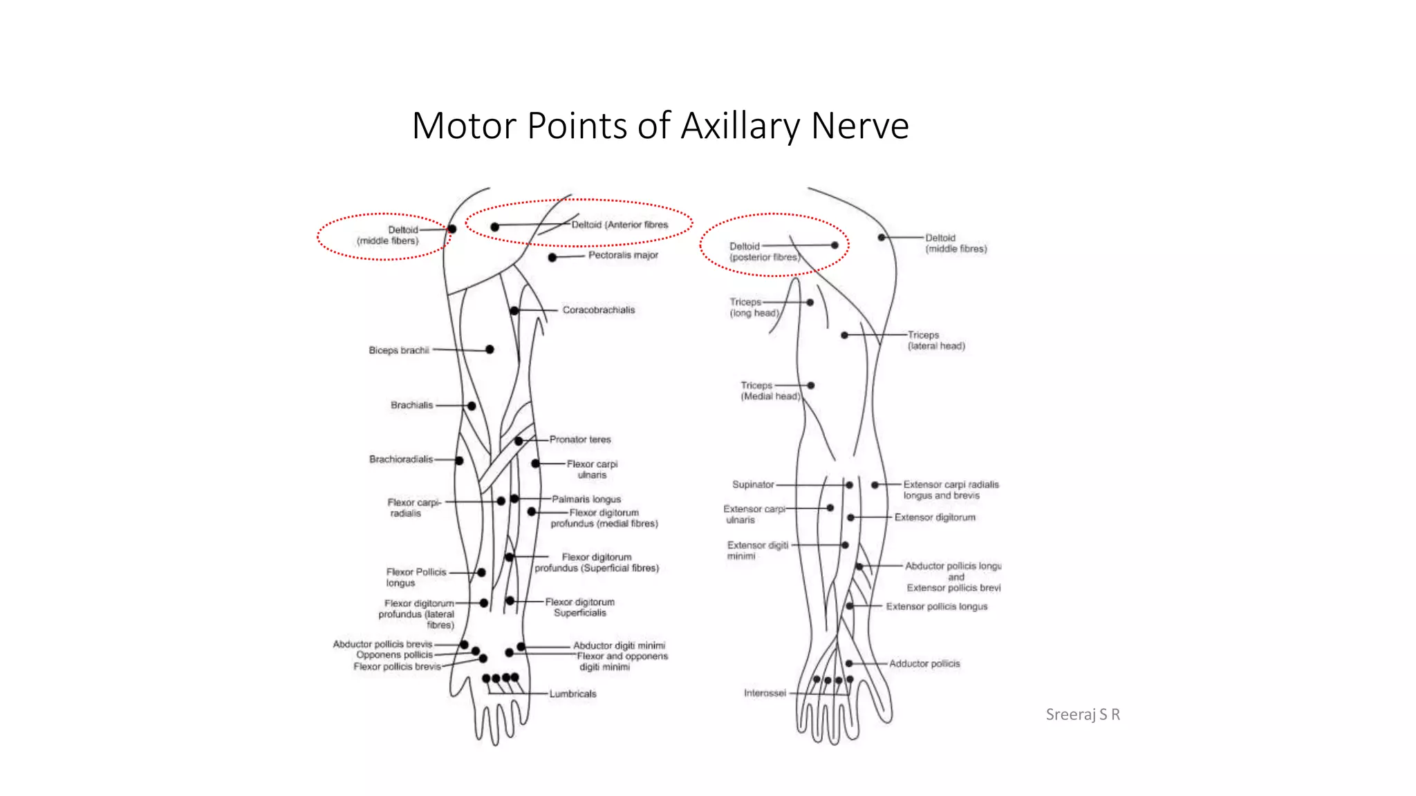 Motor points of Upper Limb.pptx