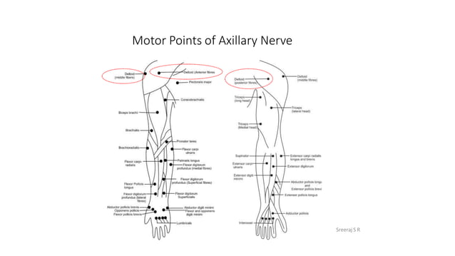 Motor points of Upper Limb.pptx
