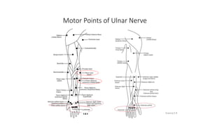 Motor points of Upper Limb.pptx