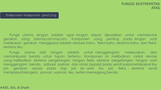 #ADI, Siti, & Diyah
Fungsi utama lengan adalah agar tangan dapat diposisikan untuk membentuk
gerakan yang bermacam-macam. Komponen yang penting pada lengan saat
melakukan gerakan menggapai adalah abduksi bahu, fleksi bahu, ekstensi bahu, dan fleksi-
ekstensi siku.
Komponen-komponen penting
Fungsi utama dari tangan adalah untuk menggengam, melepaskan, dan
memanipulasi benda untuk tujuan tertentu. Komponen ini melibatkan: radial deviasi
yang melibatkan ekstensi pergelangan tangan, fleksi ekstensi pergelangan tangan saat
menggengam benda, adbuksi palmar dan rotasi (oposisi) pada sendi karpometakarpal ibu
jari, gerakan oposisi pada tiap jari ke arah ibu jari, fleksi - ekstensi sendi
metakarpofalangeal, pronasi supinasi siku ketika memegang benda.
FUNGSI EKSTREMITAS
ATAS
 