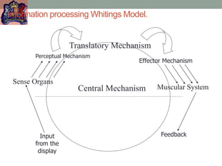 Information processing Whitings Model.
Feedback
Input
from the
display
Sense Organs
Perceptual Mechanism
Translatory Mechanism
Effector Mechanism
Muscular System
Central Mechanism
 