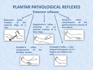 PLANTAR PATHOLOGICAL REFLEXES
Extensor reflexes
Babinski's reflex -
irritation of the
external edge of a
sole.
Oppenheim's reflex –
pressing on an
anterior surface of a
tibia ridge.
Gordon's reflex –
compression of the
gastrocnemius muscle of
the patient.
Schäffer's reflex –
compression of the
Achilles' tendon.
Puusepp's reflex – a fan-
shaped divergence of 2-5
fingers at irritation of a
sole.
 