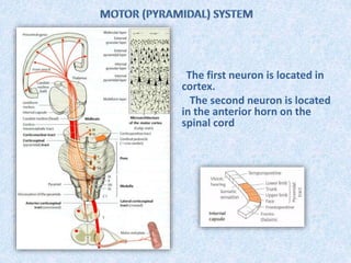 The first neuron is located in
cortex.
The second neuron is located
in the anterior horn on the
spinal cord
 