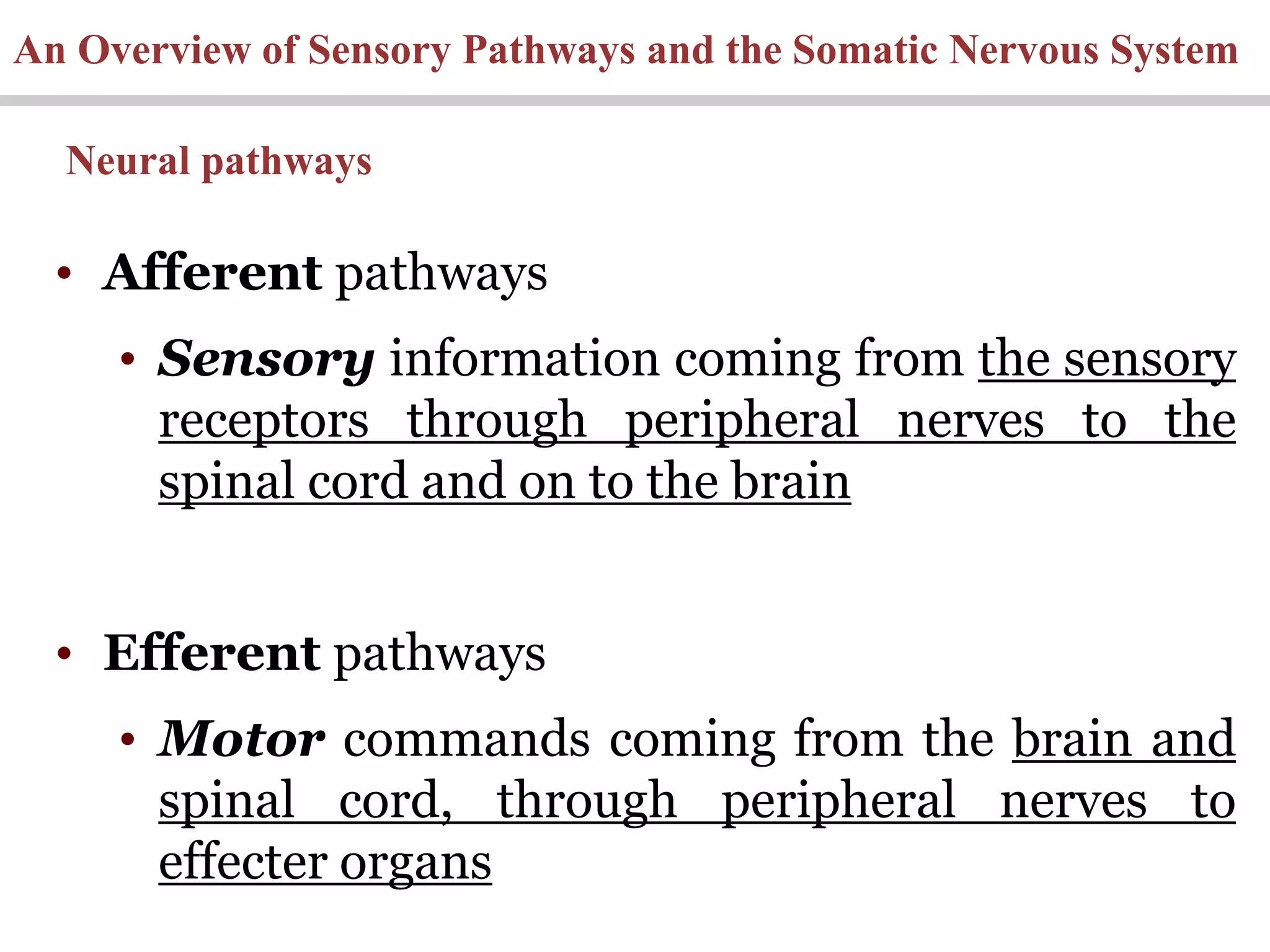 An Overview of Sensory Pathways and the Somatic Nervous System
• Afferent pathways
• Sensory information coming from the sensory
receptors through peripheral nerves to the
spinal cord and on to the brain
• Efferent pathways
• Motor commands coming from the brain and
spinal cord, through peripheral nerves to
effecter organs
Neural pathways
 