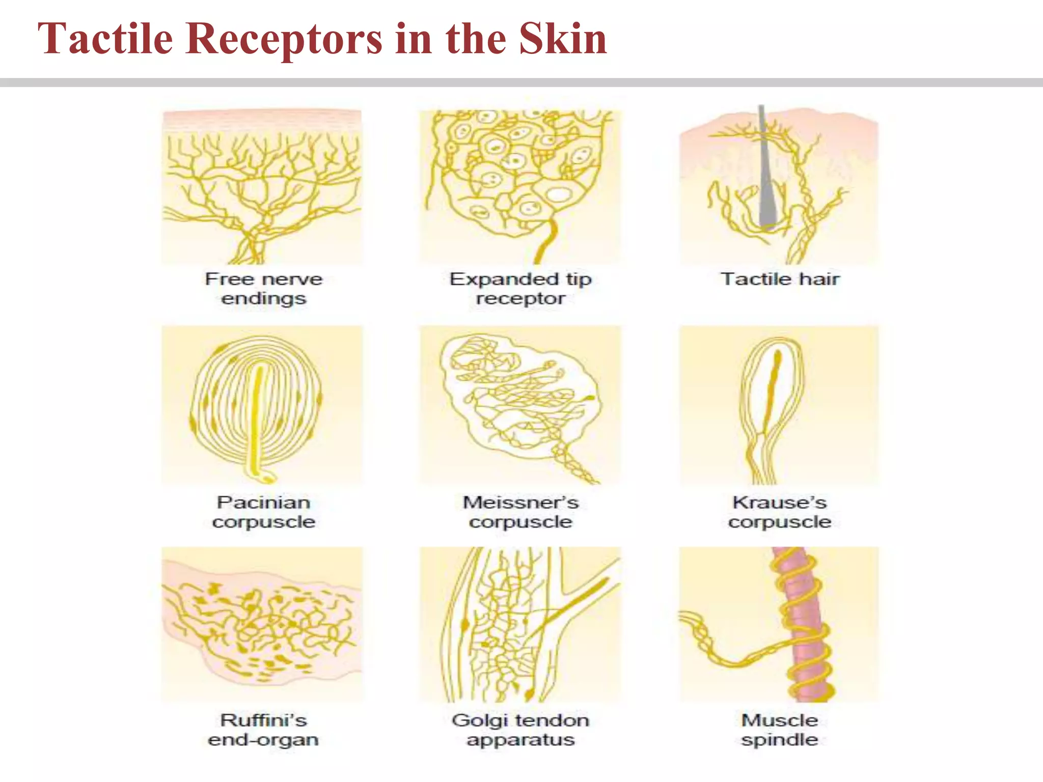 Tactile Receptors in the Skin
 