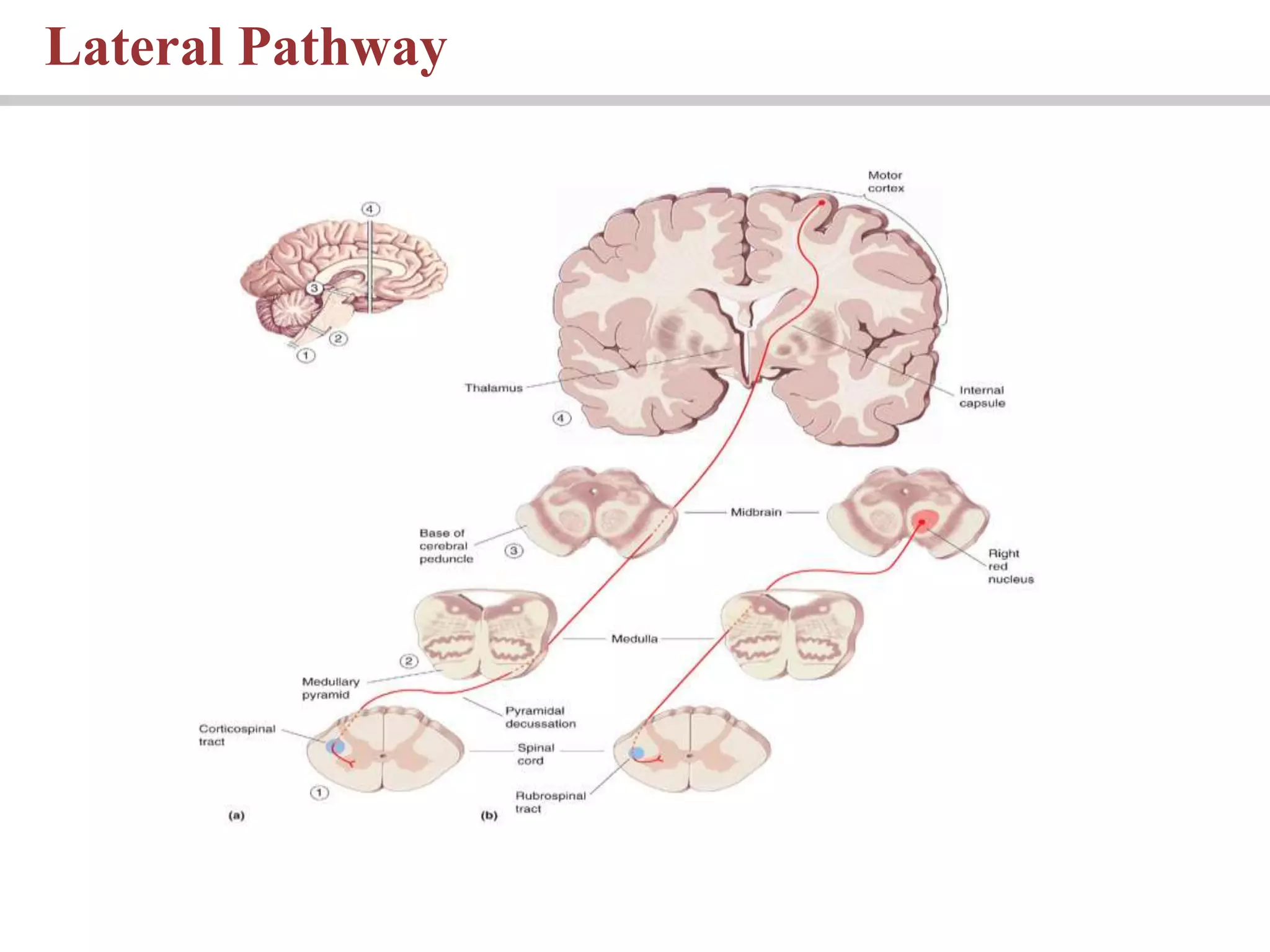 Lateral Pathway
 