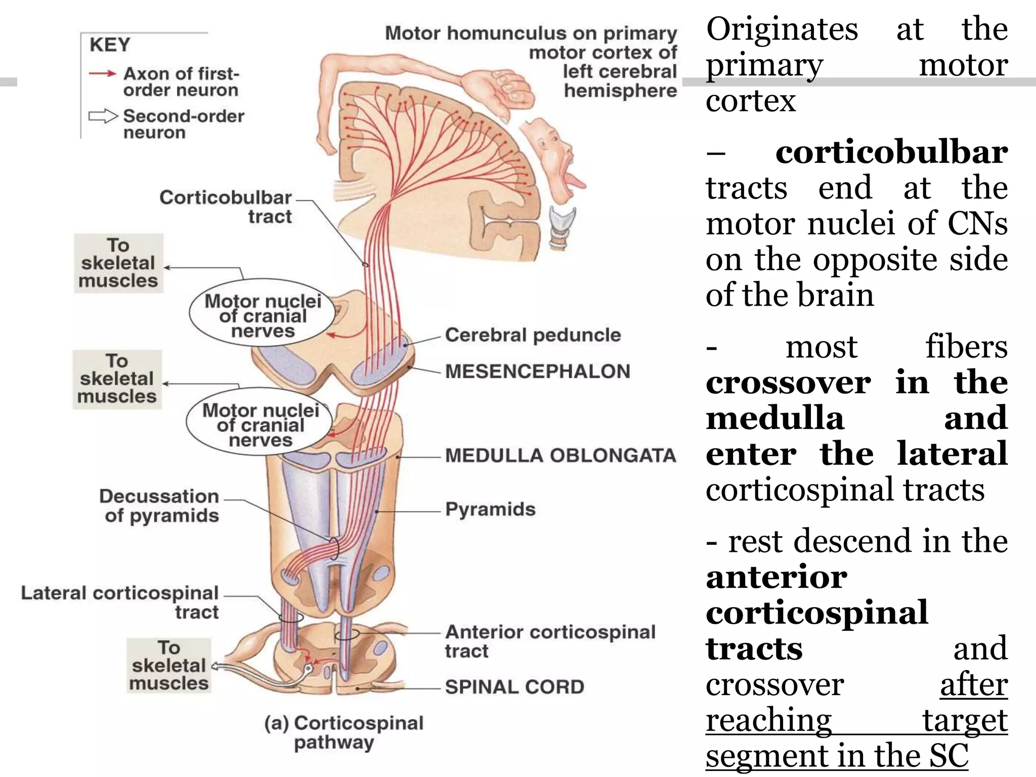 Originates at the
primary motor
cortex
– corticobulbar
tracts end at the
motor nuclei of CNs
on the opposite side
of the brain
- most fibers
crossover in the
medulla and
enter the lateral
corticospinal tracts
- rest descend in the
anterior
corticospinal
tracts and
crossover after
reaching target
segment in the SC
 