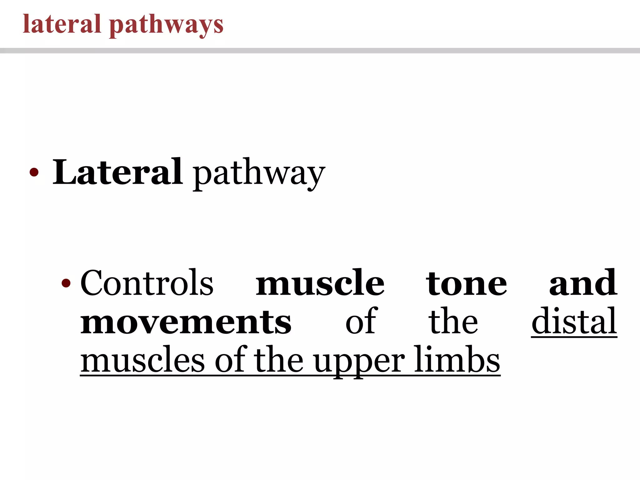 • Lateral pathway
• Controls muscle tone and
movements of the distal
muscles of the upper limbs
lateral pathways
 