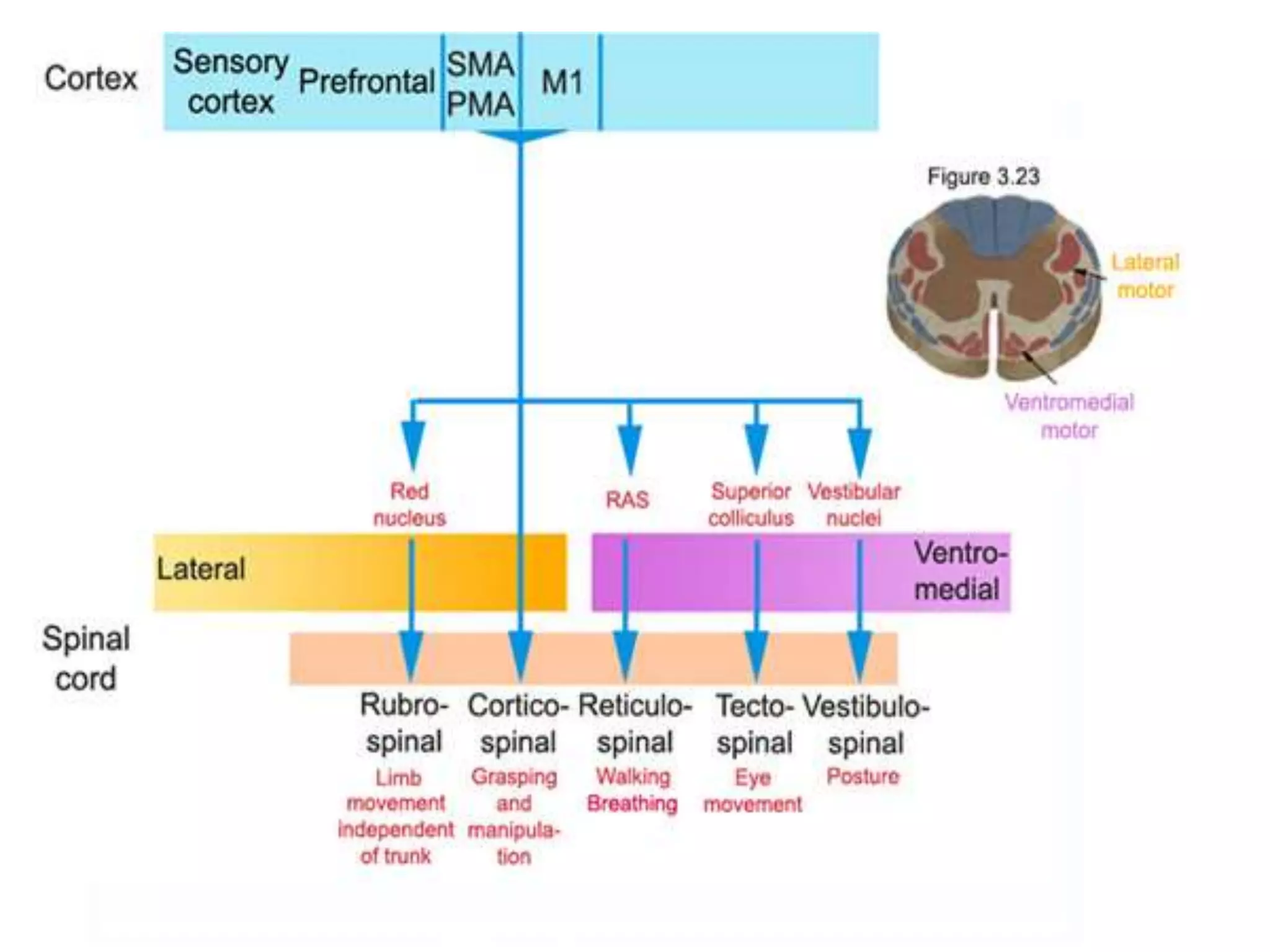 16/11/2017 Dr.Jasmin S. Diwan 96
 