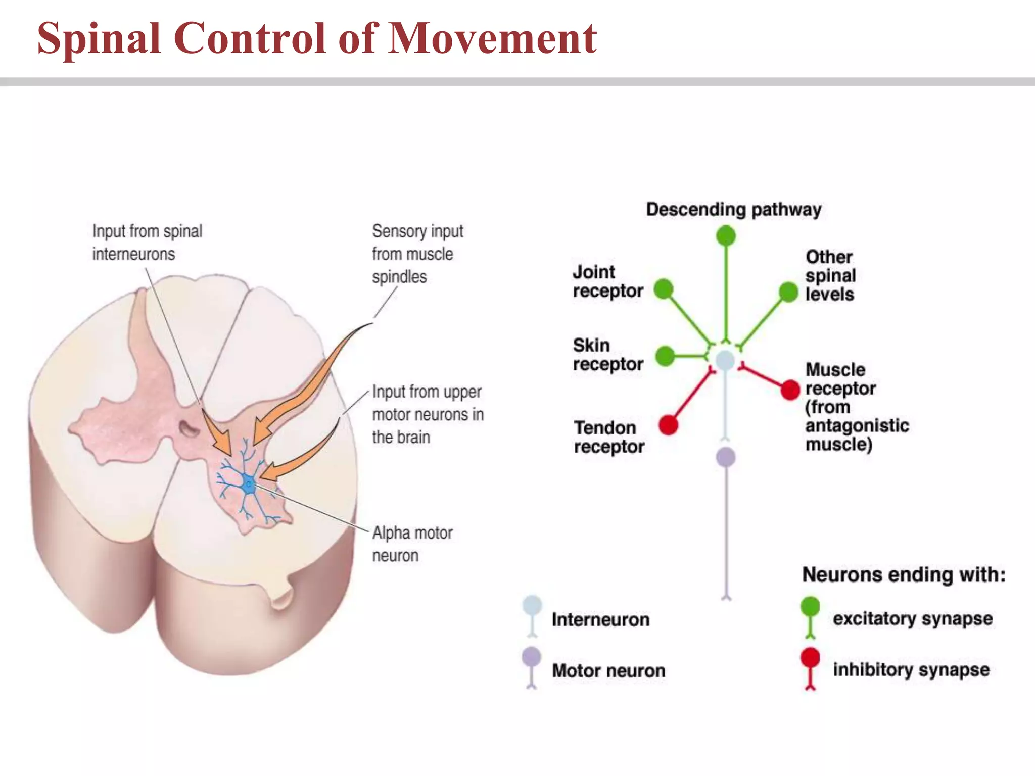 Spinal Control of Movement
 