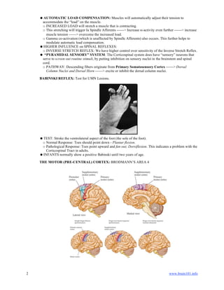 2 www.brain101.info
AUTOMATIC LOAD COMPENSATION: Muscles will automatically adjust their tension to
accommodate the “load” on the muscle.
o INCREASED LOAD will stretch a muscle that is contracting.
o This stretching will trigger Ia Spindle Afferents ------> Increase α-activity even further ------> increase
muscle tension ------> overcome the increased load.
o Gamma co-activation (which is unaffected by Spindle Afferents) also occurs. This further helps to
modulate automatic load compensation.
HIGHER INFLUENCE on SPINAL REFLEXES:
o INVERSE STRETCH REFLEX: We have higher control over sensitivity of the Inverse Stretch Reflex.
 “PYRAMIDAL SENSORY” SYSTEM: The Corticospinal system does have “sensory” neurons that
serve to screen out routine stimuli, by putting inhibition on sensory nuclei in the brainstem and spinal
cord.
o PATHWAY: Descending fibers originate from Primary Somatosensory Cortex ------> Dorsal
Column Nuclei and Dorsal Horn ------> excite or inhibit the dorsal column nuclei.
BABINSKI REFLEX: Test for UMN Lesions.
TEST: Stroke the ventrolateral aspect of the foot (the sole of the foot).
o Normal Response: Toes should point down - Plantar flexion.
o Pathological Response: Toes point upward and fan out; Dorsiflexion. This indicates a problem with the
Corticospinal Tract in adults.
INFANTS normally show a positive Babinski until two years of age.
THE MOTOR (PRE-CENTRAL) CORTEX: BRODMANN’S AREA 4
 