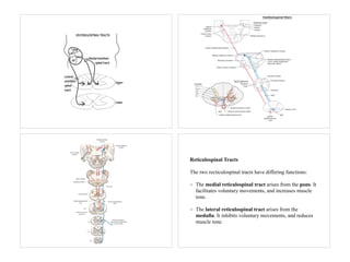 Reticulospinal Tracts
The two recticulospinal tracts have differing functions:
The medial reticulospinal tract arises from the pons. It
facilitates voluntary movements, and increases muscle
tone.
The lateral reticulospinal tract arises from the
medulla. It inhibits voluntary movements, and reduces
muscle tone.
 