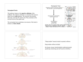 Tectospinal Tracts
This pathway begins at the superior colliculus of the
midbrain. The superior colliculus is a structure that receives
input from the optic nerves. The neurones then quickly
decussate, and enter the spinal cord. They terminate at the
cervical levels of the spinal cord.
The tectospinal tract coordinates movements of the head in
relation to vision stimuli.
"Deep tendon" (muscle stretch; myotatic) reflexes
Deep tendon reflexes include:
the biceps, triceps, brachioradialis (radial periosteal),
quadriceps, hamstring and calf muscles (Achilles).
 