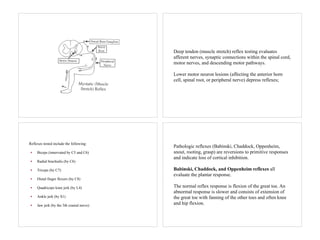 Deep tendon (muscle stretch) reflex testing evaluates
afferent nerves, synaptic connections within the spinal cord,
motor nerves, and descending motor pathways.
Lower motor neuron lesions (affecting the anterior horn
cell, spinal root, or peripheral nerve) depress reflexes;
Reflexes tested include the following:
• Biceps (innervated by C5 and C6)
• Radial brachialis (by C6)
• Triceps (by C7)
• Distal finger flexors (by C8)
• Quadriceps knee jerk (by L4)
• Ankle jerk (by S1)
• Jaw jerk (by the 5th cranial nerve)
Pathologic reflexes (Babinski, Chaddock, Oppenheim,
snout, rooting, grasp) are reversions to primitive responses
and indicate loss of cortical inhibition.
Babinski, Chaddock, and Oppenheim reflexes all
evaluate the plantar response.
The normal reflex response is flexion of the great toe. An
abnormal response is slower and consists of extension of
the great toe with fanning of the other toes and often knee
and hip flexion.
 