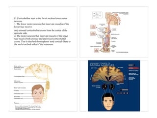 E. Corticobulbar tract to the facial nucleus lower motor
neurons.
1. The lower motor neurons that innervate muscles of the
lower face receive
only crossed corticobulbar axons from the cortex of the
opposite side.
2. The motor neurons that innervate muscle of the upper
face receive both crossed and uncrossed corticobulbar
axons. That is that both hemispheres send cortical fibers to
the nuclei on both sides of the brainstem.
 